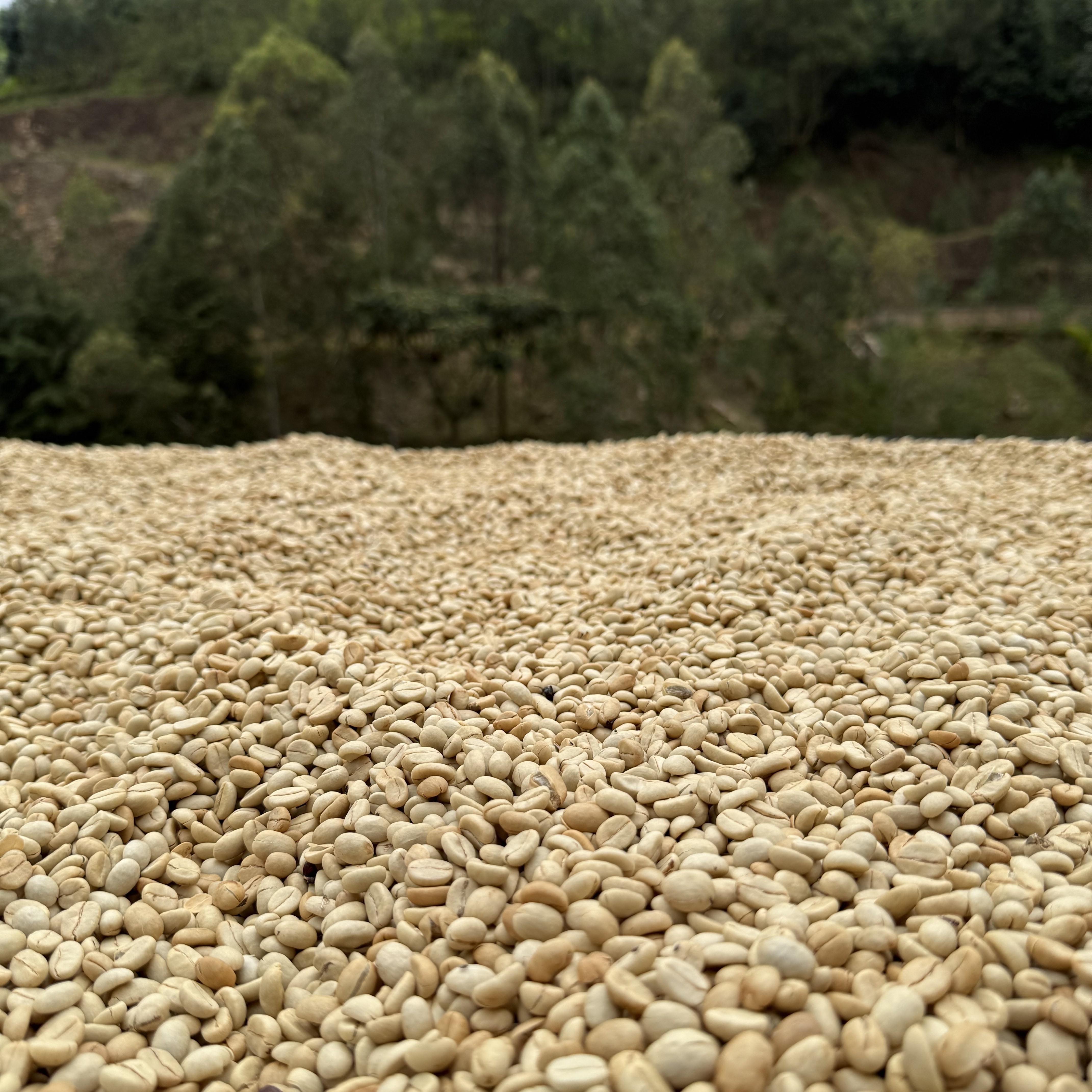 Rwanda Bumbogo A1 TOP Washed(24/25年クロップ) | ORIGIN COUNTRIES